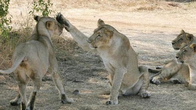 There is an active canine distemper virus (CDV) transmission among Gir lions as reports of 21 out of 27 lions tested for the disease returned positive, the Indian Council of Medical Research (ICMR) has said.(AFP File Photo)