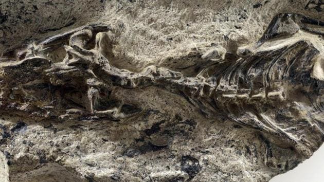 In a photo provided by MUSE -- Science Museum, the fossil of Megachirella, a 240 million-year-old lizard, found in the Italian Alps.(NYT Photo) In a photo provided by MUSE -- Science Museum, the fossil of Megachirella, a 240 million-year-old lizard, found in the Italian Alps.(NYT Photo)