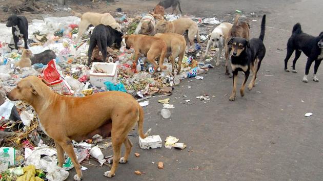 Anjali Sabne, PMC health officer, said that the survey is part of an animal census carried out every five years. The PMC’s last figure has the number of strays in the city at 40,000, but that could be a five-year-old number.(HT REPRESENTATIVE PHOTO) Anjali Sabne, PMC health officer, said that the survey is part of an animal census carried out every five years. The PMC’s last figure has the number of strays in the city at 40,000, but that could be a five-year-old number.(HT REPRESENTATIVE PHOTO)