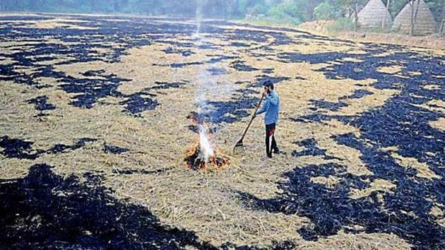 In this harvest season, 336 cases of farm waste burning have been reported. Amritsar tops the list with 122 cases.(HT File)