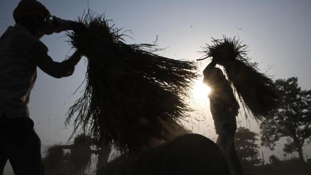 Farmers separate husk from harvested wheat grain in a field on the outskirts of Sonipat, Haryana. (Dominique Faget / AFP)