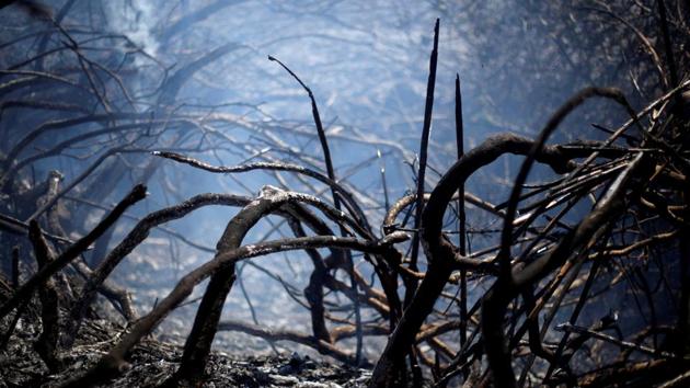 A view of a burned area of Sintra mountain wildfire in Cascais, Portugal. (Pedro Nunes / REUTERS)