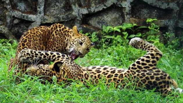 Two leopard cubs playing in Sanjay Gandhi National Park, Borivali in Mumbai. (HT Photo/Representative image) Two leopard cubs playing in Sanjay Gandhi National Park, Borivali in Mumbai. (HT Photo/Representative image)