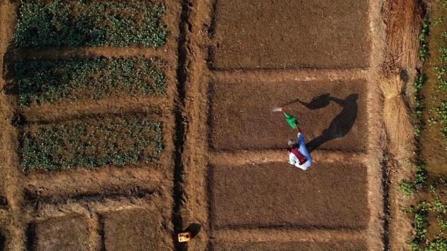 A farmer, Bhagwan Singh waters his crop of cauliflowers in his field near the banks of Yamuna river in New Delhi, India. (Prakash Singh / AFP)
