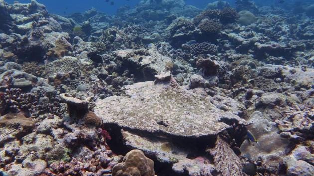 A crab hidden inside its home in the Lakshadweep corals.(Shreya yadav/HT Photo)