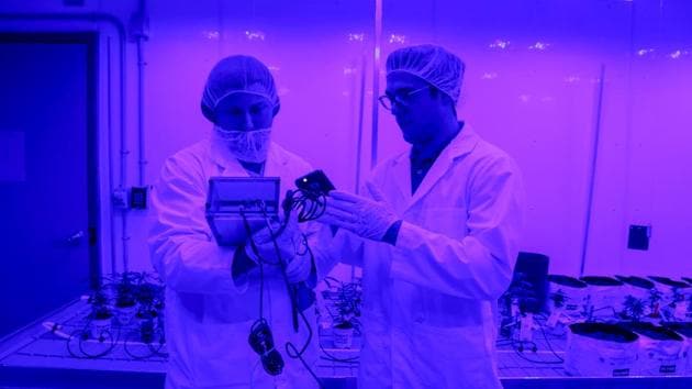 Students Michal Marcinkiewicz and Carson Otto measure blue light in the marijuana lab. Canada’s burgeoning marijuana industry has caught the attention of major retailers like Walmart Inc’s Canadian unit and other global companies, mainly in the alcohol and beverage industries, who are considering entering the market for cannabis-infused products. (Carlos Osorio / REUTERS) Students Michal Marcinkiewicz and Carson Otto measure blue light in the marijuana lab. Canada’s burgeoning marijuana industry has caught the attention of major retailers like Walmart Inc’s Canadian unit and other global companies, mainly in the alcohol and beverage industries, who are considering entering the market for cannabis-infused products. (Carlos Osorio / REUTERS)