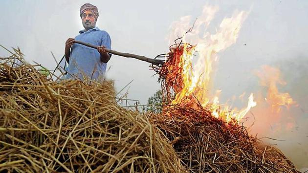 A member of a farmer union burning paddy stubble at a Patiala village on Tuesday.(HT Photo)