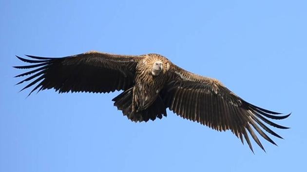 Population of the Himalayan Griffin Vulture plummeted two decades back in Himachal Pradesh.(HT Photo)