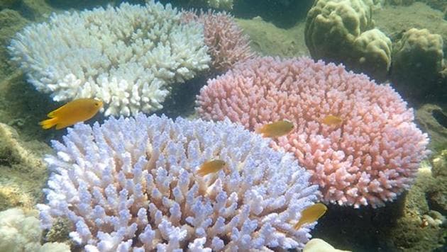 We must devise policies to provide protection to existing carbon sinks such as corals along with developing an adaptation frameworks for others.(AFP)
