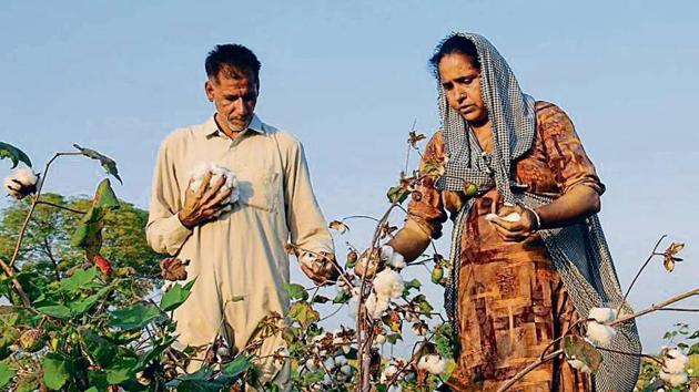 Farmers plucking cotton from a field in Talwandi Sabo in Bathinda.(HT Photo)