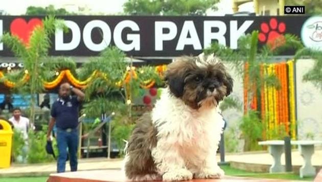 The one of its kind dog park houses a splash pool, an amphitheatre and three lawns (ANI/Twitter) The one of its kind dog park houses a splash pool, an amphitheatre and three lawns (ANI/Twitter)