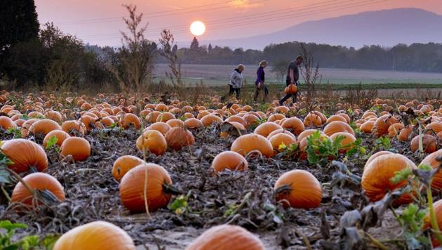 People collect pumpkins ahead of Halloween, on a field in the outskirts of Frankfurt, Germany, as the sun sets. (Michael Probst / AP)