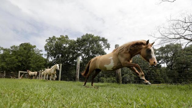 A Choctaw mare runs on Bill Frank Brown’s farm. While DeSoto is Brown’s only remaining stallion, Sponenberg brought suitable mares last year to the farm and the new offspring will now be distributed between Oklahoma and Mississippi to diversify the genetic pool of this prized breed. (Gerald Herbert / AP) A Choctaw mare runs on Bill Frank Brown’s farm. While DeSoto is Brown’s only remaining stallion, Sponenberg brought suitable mares last year to the farm and the new offspring will now be distributed between Oklahoma and Mississippi to diversify the genetic pool of this prized breed. (Gerald Herbert / AP)