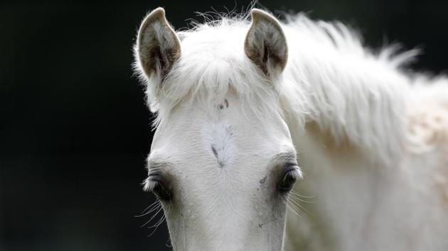 A Pine Tacky Choctaw cross stud colt is seen on Bill Frank Brown’s farm in Poplarville, Mississippi. An aging stallion found by accident on a Mississippi farm is bringing the first new blood in a century for a line of horses brought to America by Spanish conquistadors and bred by Choctaw Indians who were later forced out of their ancestral homelands. (Gerald Herbert / AP) A Pine Tacky Choctaw cross stud colt is seen on Bill Frank Brown’s farm in Poplarville, Mississippi. An aging stallion found by accident on a Mississippi farm is bringing the first new blood in a century for a line of horses brought to America by Spanish conquistadors and bred by Choctaw Indians who were later forced out of their ancestral homelands. (Gerald Herbert / AP)