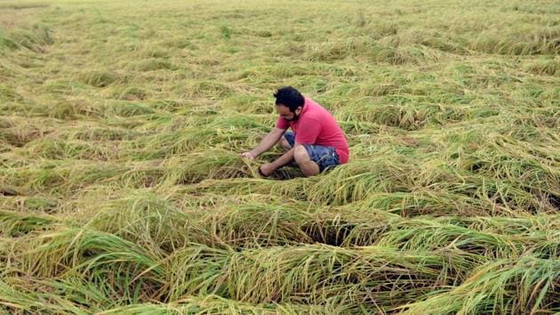 A farmer inspects his flatten paddy crops, damaged due to heavy rain at Ramgarh village in Punjab’s Patiala. (Bharat Bhushan /HT) A farmer inspects his flatten paddy crops, damaged due to heavy rain at Ramgarh village in Punjab’s Patiala. (Bharat Bhushan /HT)