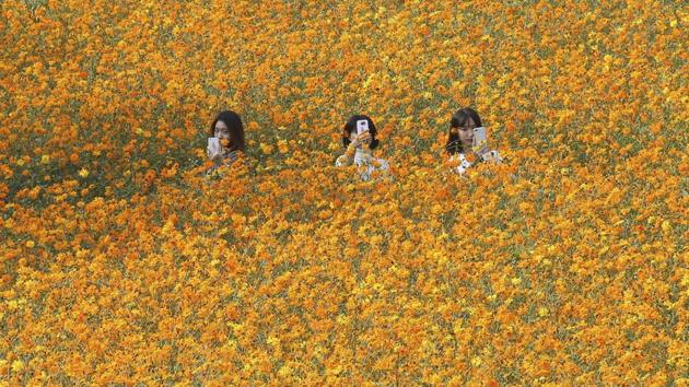 Women take photos in a field of cosmos flowers at Olympic Park in Seoul, South Korea. (Ahn Young-joon / AP)