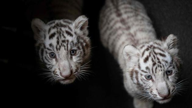 Two newborn white Bengal tiger cubs in Yunnan Wildlife Zoo in Kunming, Southern China. Three playful white Bengal tiger cubs are charming tourists as they clamber around the enclosure at a zoo, days into making their first public appearance. (Fred Dufour / AFP)