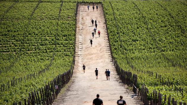 Competitors run through the vineyards during the Strongman Run obstacle race in the South African city of Paarl. (Rodger Bosch / AFP)