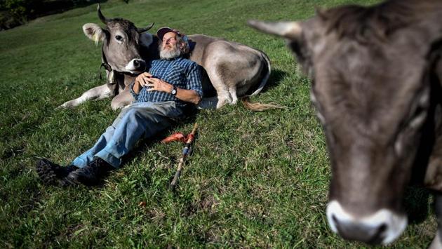 Swiss farmer Armin Capaul with his cows ahead of the nationwide vote on his initiative on cow horns above Perrefitte, northern Switzerland. Capaul launched and collected more that 100,000 signatures for an initiative to offer monetary assistance to owners who don't dehorn their livestock. Swiss citizen will vote on the issue on November 25, 2018. (Fabrice Coffrini / AFP)