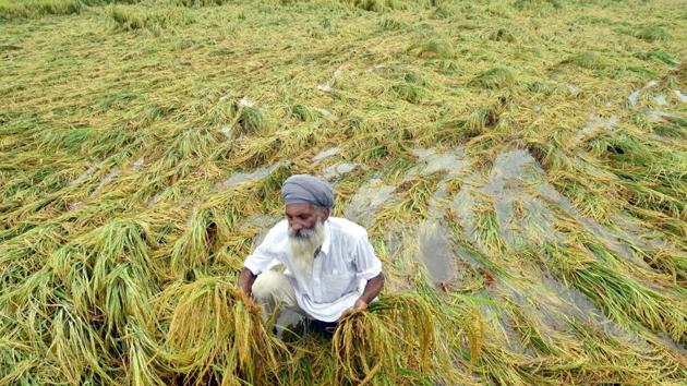 A farmer Surjit Singh checking his paddy crop flattened by after heavy rain fall.(HT File Photo) A farmer Surjit Singh checking his paddy crop flattened by after heavy rain fall.(HT File Photo)