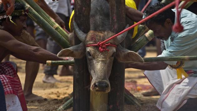 A buffalo is prepared for sacrifice at a temple of the Hindu goddess Durga at Rani village on the outskirts of Guwahati, Assam. (Anupam Nath / AP) A buffalo is prepared for sacrifice at a temple of the Hindu goddess Durga at Rani village on the outskirts of Guwahati, Assam. (Anupam Nath / AP)