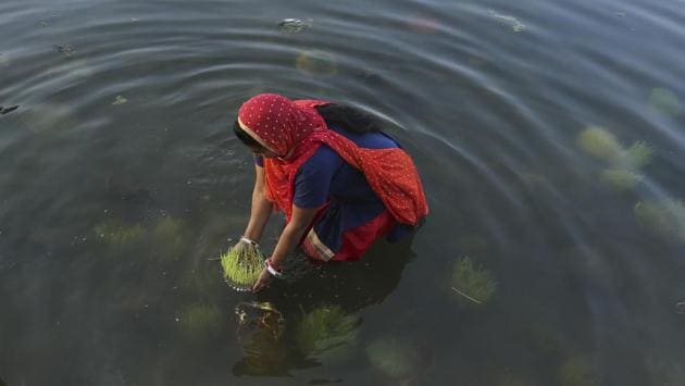 A Hindu devotee performs rituals and immerses barley saplings in the Tawi river during ‘Navratri’ in Jammu, Jammu and Kashmir. (Channi Anand / AP) A Hindu devotee performs rituals and immerses barley saplings in the Tawi river during ‘Navratri’ in Jammu, Jammu and Kashmir. (Channi Anand / AP)