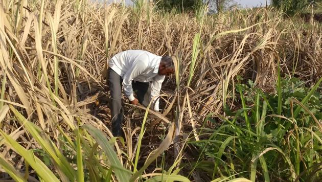 MSPs are benchmark prices at which the government procures agricultural produce from farmers.(Reuters) MSPs are benchmark prices at which the government procures agricultural produce from farmers.(Reuters)