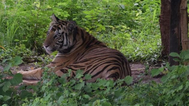 Sundari was relocated to the reserve under the country’s first interstate translocation drive to boost the tiger population.(HT Photo)