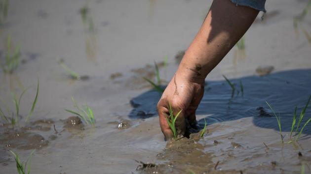 A farmer plants rice seedlings on her paddy in Kazo city. “There are not many people in their twenties who go into farming.” Even existing farms have been forced to close when their machinery breaks down. “Machines get more expensive every year. To replace them requires a certain level of profit but that’s difficult when you are farming a small plot,” Yuichi said. (Behrouz Mehri / AFP)