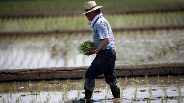A farmer plants rice seedlings. The Oguras have managed to stay competitive so far by joining forces with two other families to farm around 100 hectares of rice fields -- nearly 100 times the size of the average plot. They sell their rice -- which belongs to the leading Koshihikari variety -- at 300 yen (USD 2.66) per kilogram. (Behrouz Mehri / AFP)