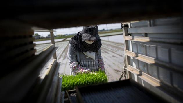 Farmer Toshiko Ogura prepares rice seedling trays. Although rice consumption in Japan has been falling for more than half a century, the crop’s exalted status in Japanese culture -- where it even serves a religious purpose in Shinto rituals -- has ensured its survival until now. Generous subsidies have made rice farming one of Japan’s most protected industries. (Behrouz Mehri / AFP)