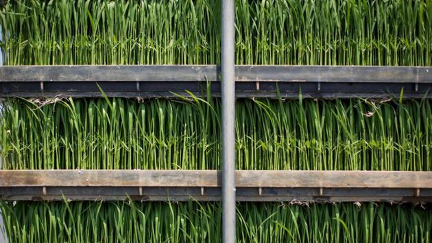 Rice seedling trays are seen on a truck before planting in Kazo city, Saitama prefecture. Surviving in this tough environment is all about “producing quality food at a reasonable price” and harnessing economies provided by large-scale production, Ogura told AFP. (Behrouz Mehri / AFP)