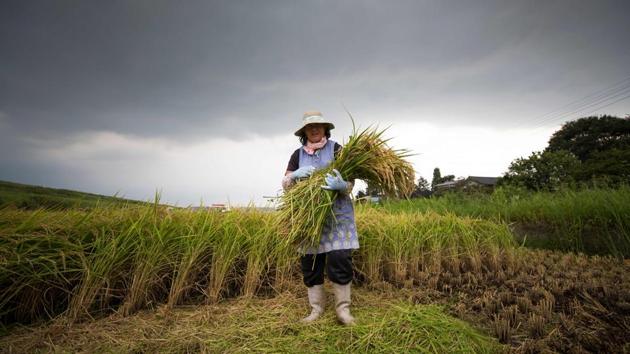 Photos: Japan’s ageing rice farmers shoulder an uncertain future ...