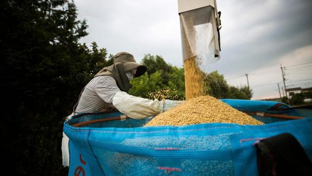 Japanese farmer Toshiko Ogura loads harvested rice by a combine in Kazo city, Saitama prefecture. Rice consumption has nearly halved over the past 50 years, and as the older generation of farmers and consumers dies out, some fear the industry will be unable to hold its own in a competitive global market. (Behrouz Mehri / AFP)
