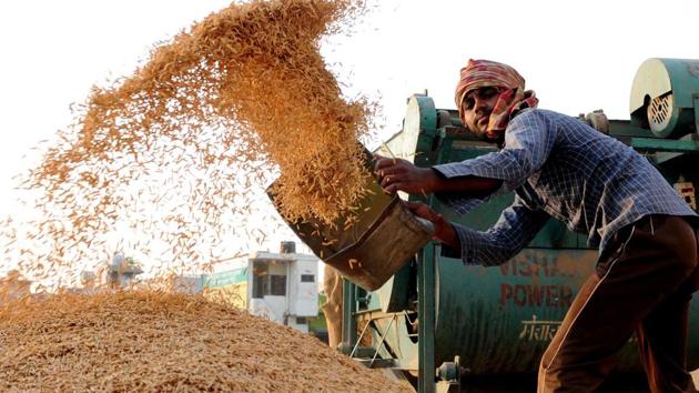 This time yield is 60 quintal per hectare as compared to 65 quintal per hectare last year. (HT File) This time yield is 60 quintal per hectare as compared to 65 quintal per hectare last year. (HT File)