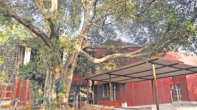 The majestic peepal at the community centre in Sector 27 is among the 30 heritage trees notified by the UT administration.(Karun Sharma/HT)