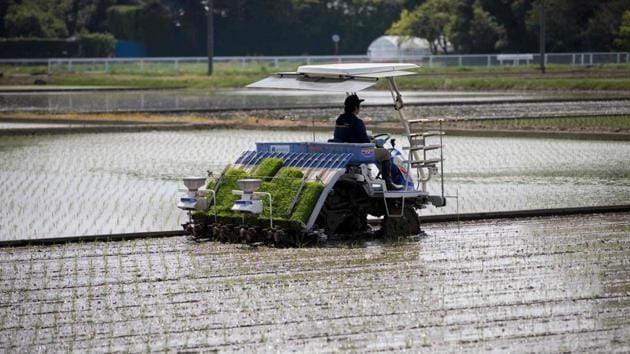 Kazuo Ogura, a 66-year-old farmer, is one of the lucky ones. His son Yuichi (driving) decided to follow him into the family business. Ogura senior looks on proudly as his 38-year-old son uses a specially designed machine to plant this year’s harvest, splashing through golden paddy fields that stretch as far as the eye can see. (Behrouz Mehri / AFP)