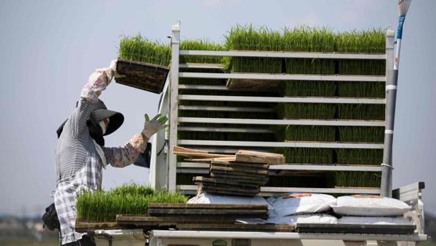 Farmer Toshiko Ogura prepares rice seedling trays to plant on her paddy in Kazo. The future of Kazuo’s establishment in Kazo looks assured as Yuichi follows in his muddy footsteps but farms all over Japan are dying as farmers age -- the average age of a rice farmer is now 67. “I was the only one out of 220 students at my local school who went into farming,” Yuichi said. (Behrouz Mehri / AFP)