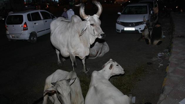 Unemployment, stray cattle menace, poor condition of roads and parks are some of the issues the opposition parties plan to raise during their campaign. (HT/File Photo) Unemployment, stray cattle menace, poor condition of roads and parks are some of the issues the opposition parties plan to raise during their campaign. (HT/File Photo)