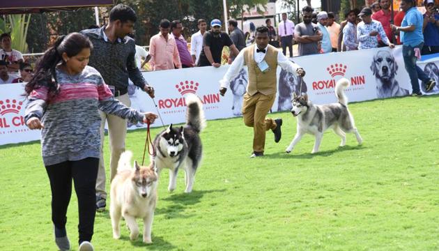 Siberian Huskies participate in an activity at Poona Kennel Confederation’s “All breed championship dog show” organised at Aher garden Walekharwadi chinchwad in Pune. (HT PHOTO) Siberian Huskies participate in an activity at Poona Kennel Confederation’s “All breed championship dog show” organised at Aher garden Walekharwadi chinchwad in Pune. (HT PHOTO)