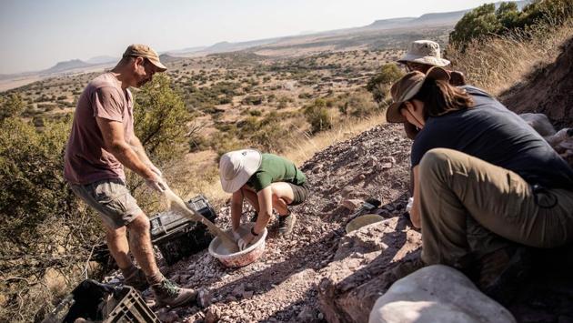 Choiniere (L) prepares a cast to jacket rock formations containing fossils. After five hours, the stone is chiselled free and transported to Johannesburg into the hands of Wilfred Bilankulu who will break it free using dental tools. The herculean task will take between eight and 12 months. A similar amount of time is needed to examine, compare and describe the find. (Gianluigi Guercia / AFP) Choiniere (L) prepares a cast to jacket rock formations containing fossils. After five hours, the stone is chiselled free and transported to Johannesburg into the hands of Wilfred Bilankulu who will break it free using dental tools. The herculean task will take between eight and 12 months. A similar amount of time is needed to examine, compare and describe the find. (Gianluigi Guercia / AFP)