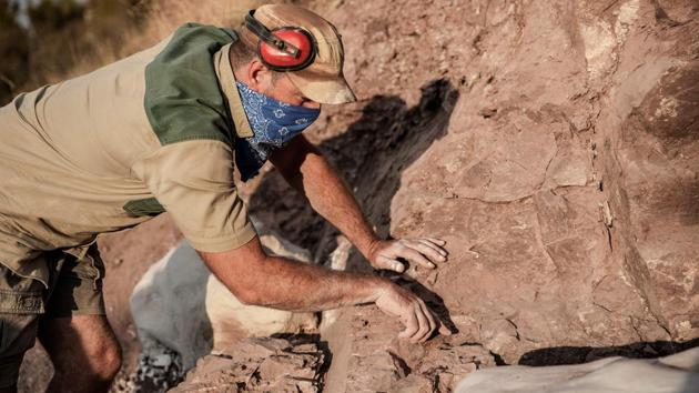 Professor Choiniere looks for fossils in the rock formations at the Heelbo farm. “In 2015, one of my students just saw a few (fossilised) bones coming out,” said Choiniere, his shirt sticking to sweat from the morning’s hike. The delicate excavation process at the site is grindingly slow and continues today. (Gianluigi Guercia / AFP) Professor Choiniere looks for fossils in the rock formations at the Heelbo farm. “In 2015, one of my students just saw a few (fossilised) bones coming out,” said Choiniere, his shirt sticking to sweat from the morning’s hike. The delicate excavation process at the site is grindingly slow and continues today. (Gianluigi Guercia / AFP)