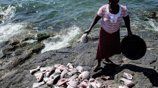 Whether gutting fish on the rocks of the island, frying them up in greasy cafes, or stringing them up to dry on wires between rusty metal shacks, Migingo’s residents generally just go about their own business. But “sometimes there are tensions”, admitted Collins Ochieng, a young fisherman who moved to Migingo to “make money”. (Yashuyoshi Chiba / AFP)