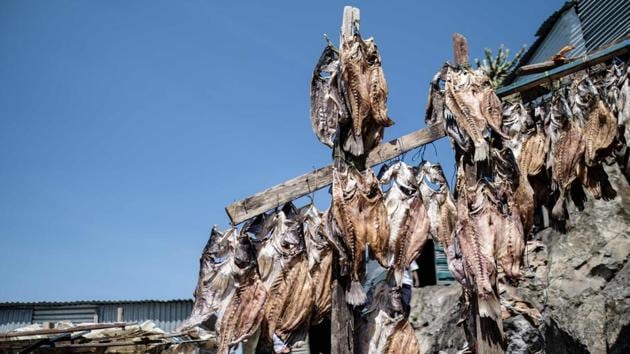 The loss of Lake Victoria’s fish life has raised the stakes for millions in Uganda, Kenya and Tanzania. Around Migingo, Kenyan fishermen complain about Ugandan officers harassing them. Rejecting the accusation, the Ugandan policeman said, “The deep waters where fishermen fish are more on the Uganda side, and the shallow waters where fish breed are more on the Kenyan side. We all need to work together.” (Yashuyoshi Chiba / AFP)
