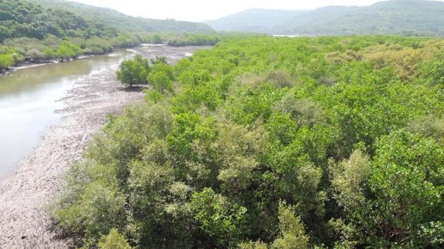 Last year, over 200 mangroves trees near Vashi railway station in Navi Mumbai withered due to plastic and other garbage dumped near them.(REPRESENTATIONAL PHOTO/HT FILE)