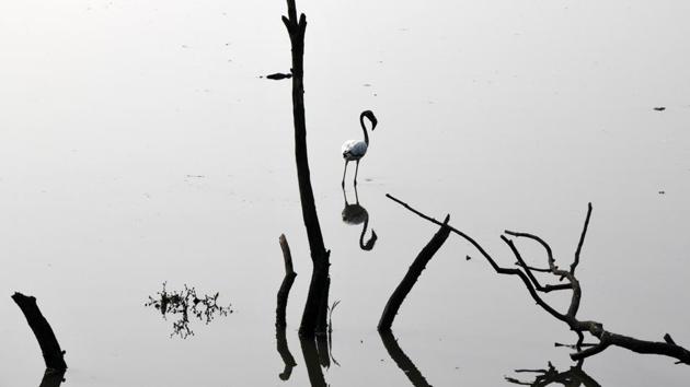 Flamingoes at Pond Seawoods in Navi Mumbai, Maharashtra. (Bachchan Kumar / HT Photo)
