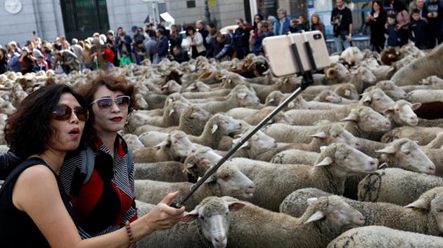 Women take a selfie next to a flock of sheep during the annual sheep parade through Madrid, Spain. Shepherds parade the sheep through the city every year in order to exercise their right to use traditional routes to migrate their livestock from northern Spain to winter grazing pasture land in southern Spain. (Susana Vera / REUTERS) Women take a selfie next to a flock of sheep during the annual sheep parade through Madrid, Spain. Shepherds parade the sheep through the city every year in order to exercise their right to use traditional routes to migrate their livestock from northern Spain to winter grazing pasture land in southern Spain. (Susana Vera / REUTERS)