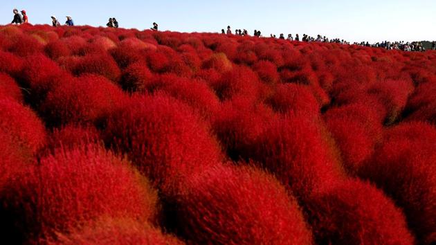 People walk in a field of fireweed, or Kochia scoparia, at the Hitachi Seaside Park in Hitachinaka, Japan. Fireweed is a grass bush that takes on a bright red colour in autumn. (Toru Hanai / REUTERS) People walk in a field of fireweed, or Kochia scoparia, at the Hitachi Seaside Park in Hitachinaka, Japan. Fireweed is a grass bush that takes on a bright red colour in autumn. (Toru Hanai / REUTERS)