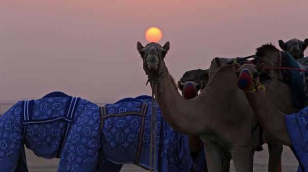 Camels rest after a race, in Kabad area, 50 kilometers southwest of Kuwait City, Kuwait. (Yasser Al-Zayyat / AFP) Camels rest after a race, in Kabad area, 50 kilometers southwest of Kuwait City, Kuwait. (Yasser Al-Zayyat / AFP)