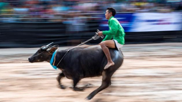 A jockey rides a buffalo during the annual buffalo races in Chon Buri, Thailand. Several hefty buffaloes thundered down a dirt track in eastern Thailand, kicking up dust as they are urged toward the finish line by whip-wielding jockeys perched on their backs. (Jewel Samad / AFP) A jockey rides a buffalo during the annual buffalo races in Chon Buri, Thailand. Several hefty buffaloes thundered down a dirt track in eastern Thailand, kicking up dust as they are urged toward the finish line by whip-wielding jockeys perched on their backs. (Jewel Samad / AFP)